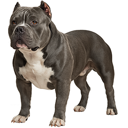 American Bully Varieties
